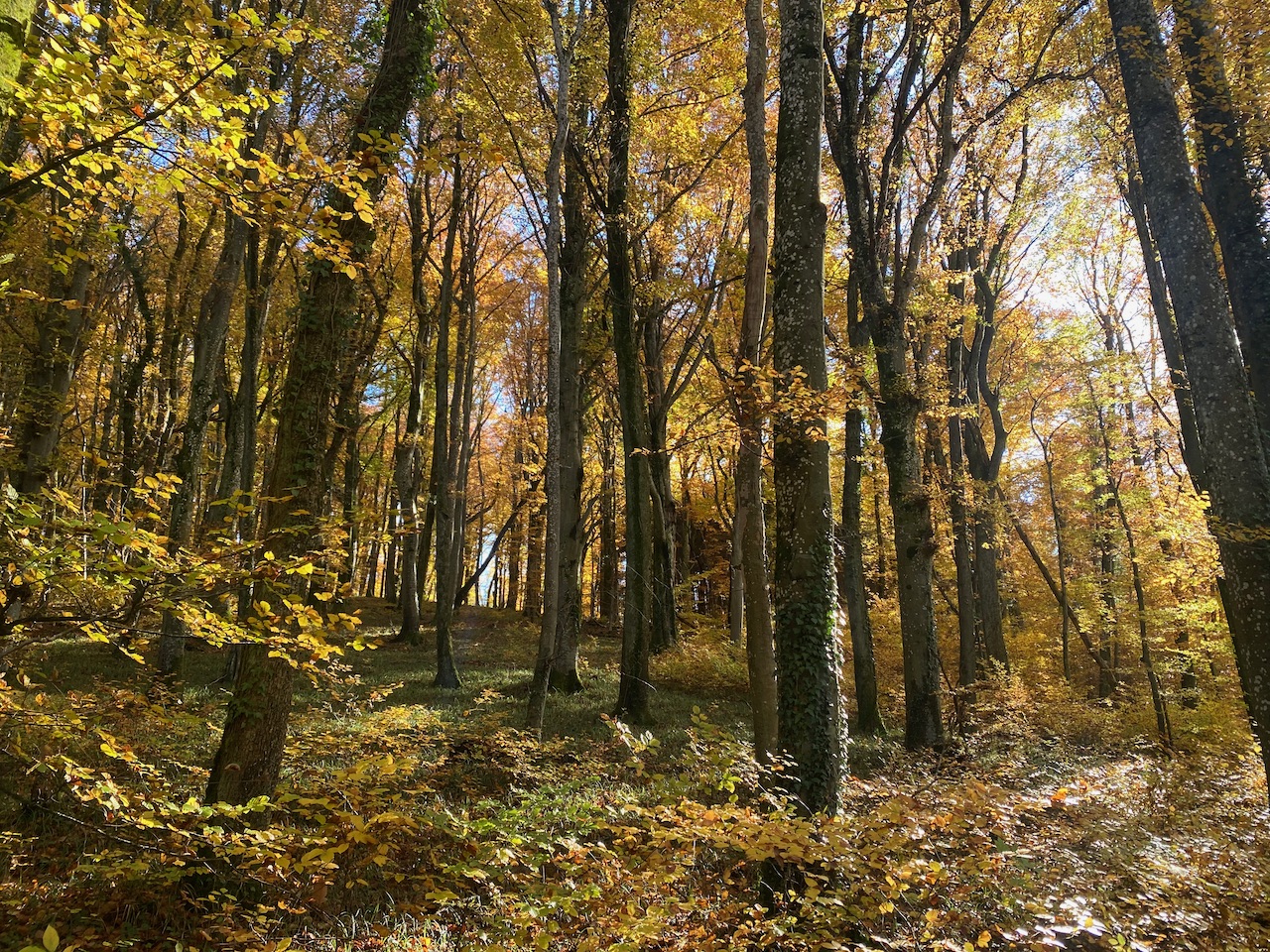 Waldspielgruppe Hintergrund